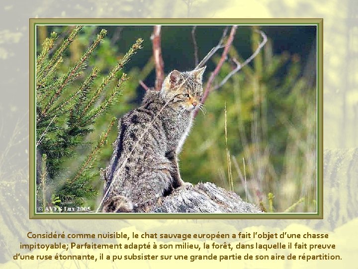 Considéré comme nuisible, le chat sauvage européen a fait l’objet d’une chasse impitoyable; Parfaitement