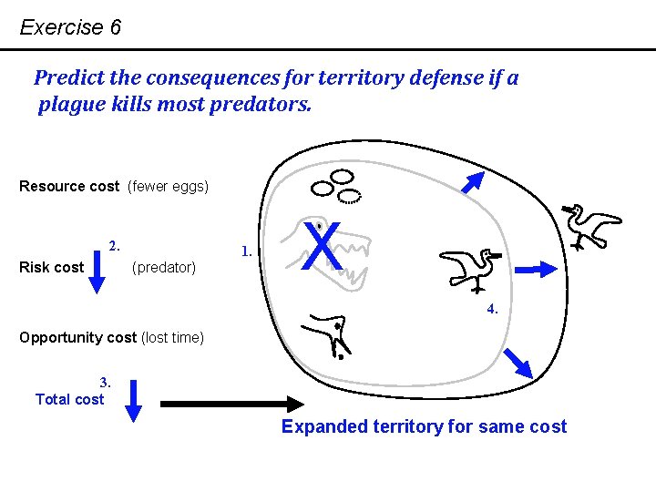 Exercise 6 Predict the consequences for territory defense if a plague kills most predators.