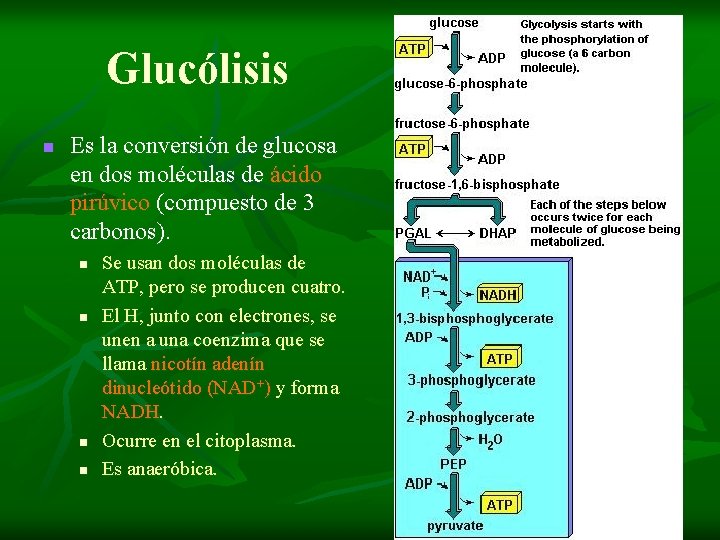 Glucólisis n Es la conversión de glucosa en dos moléculas de ácido pirúvico (compuesto