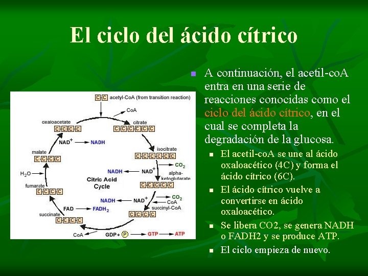 El ciclo del ácido cítrico n A continuación, el acetil-co. A entra en una