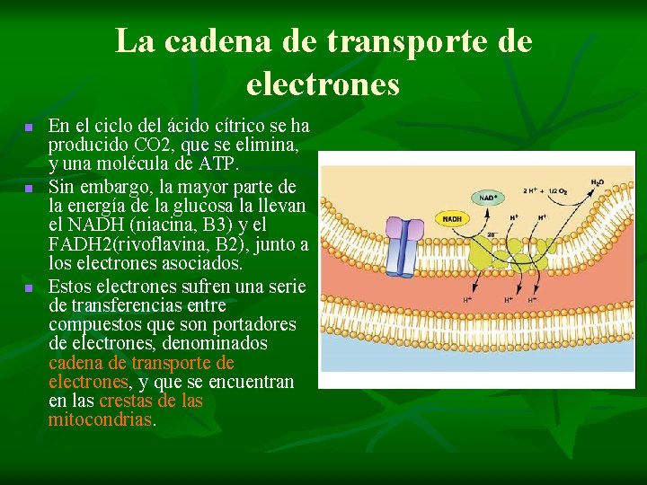 La cadena de transporte de electrones n n n En el ciclo del ácido