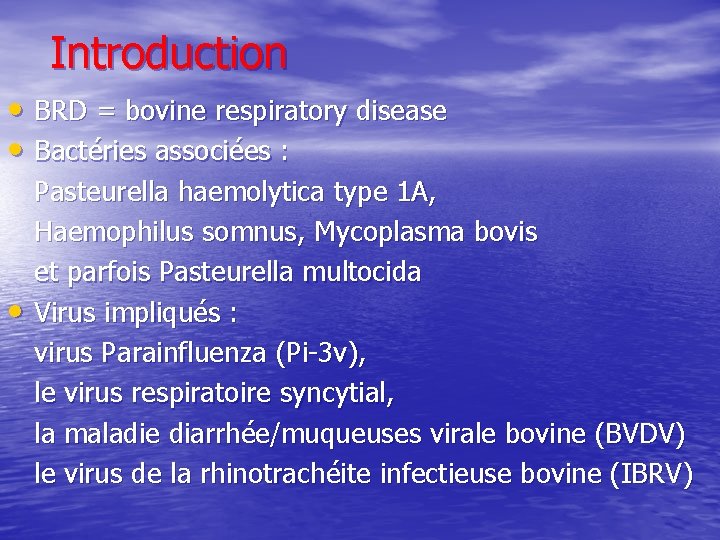 Introduction • BRD = bovine respiratory disease • Bactéries associées : • Pasteurella haemolytica