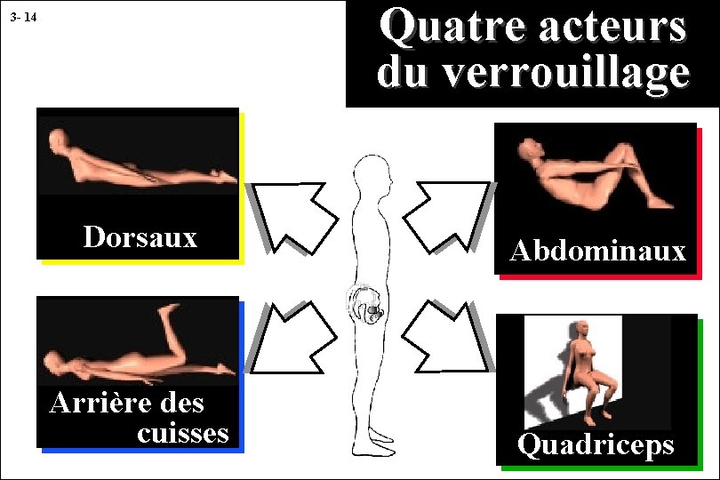 Quatre acteurs du verrouillage 3 - 14 Dorsaux Abdominaux Arrière des cuisses Quadriceps 