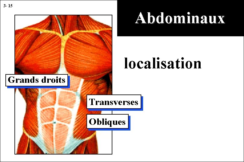 3 - 15 Abdominaux localisation Grands droits Transverses Obliques 