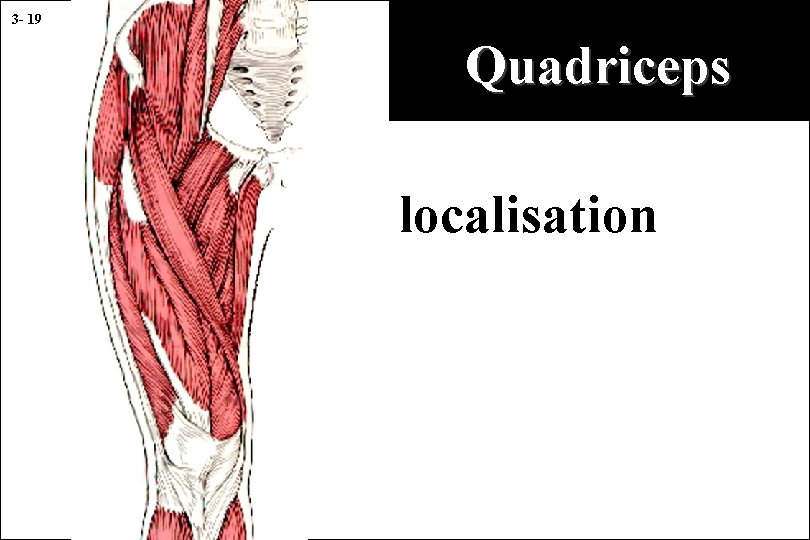 3 - 19 Quadriceps localisation 