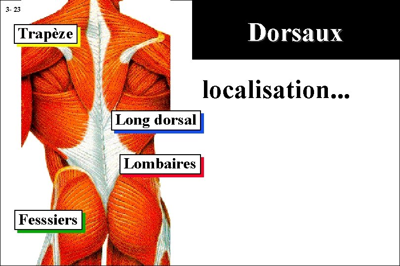 3 - 23 Dorsaux Trapèze localisation. . . Long dorsal Lombaires Fesssiers 