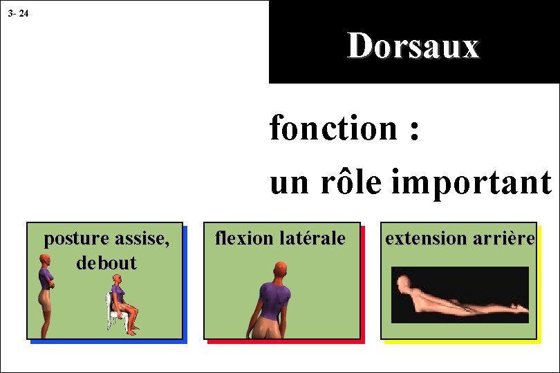 3 - 24 Dorsaux fonction : un rôle important posture assise, debout flexion latérale