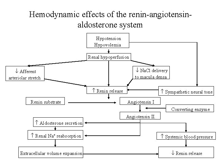 Hemodynamic effects of the renin-angiotensinaldosterone system Hypotension Hypovolemia Renal hypoperfusion Na. Cl delivery to