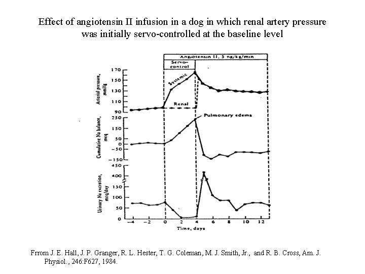 Effect of angiotensin II infusion in a dog in which renal artery pressure was