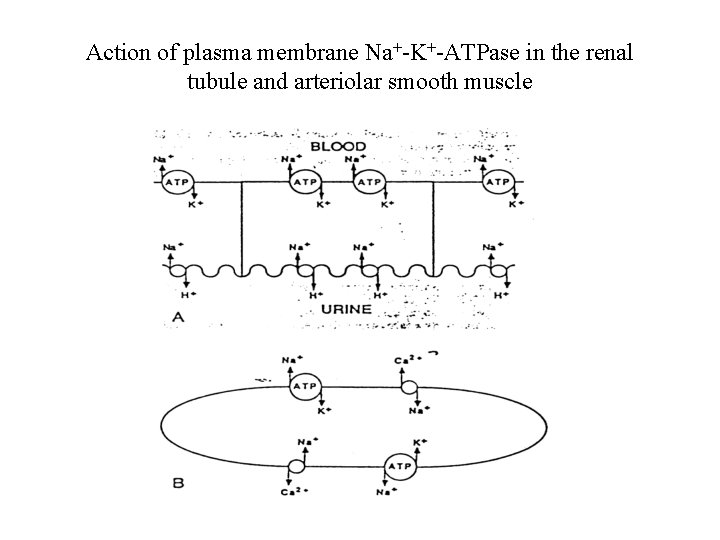 Action of plasma membrane Na+-K+-ATPase in the renal tubule and arteriolar smooth muscle 