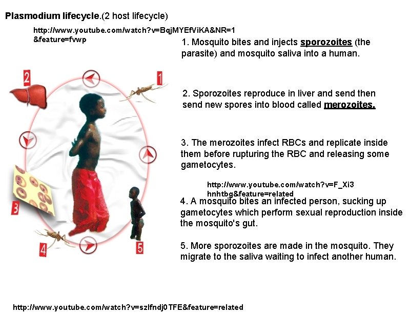 Plasmodium lifecycle. (2 host lifecycle) http: //www. youtube. com/watch? v=Bqj. MYEf. Vi. KA&NR=1 &feature=fvwp Plasmodium lifecycle. (2 host lifecycle) http: //www. youtube. com/watch? v=Bqj. MYEf. Vi. KA&NR=1 &feature=fvwp