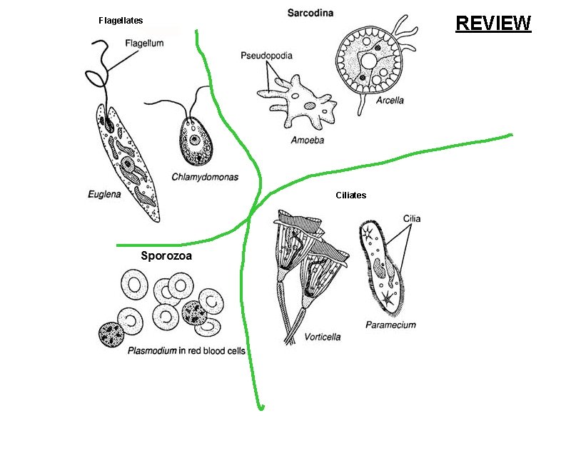 REVIEW Flagellates Ciliates REVIEW Flagellates Ciliates