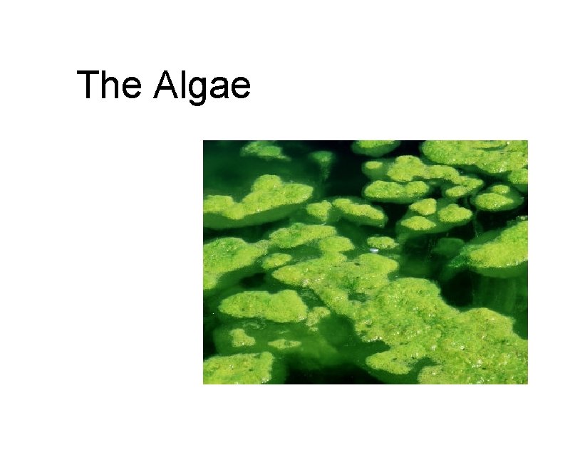 The Algae The Algae