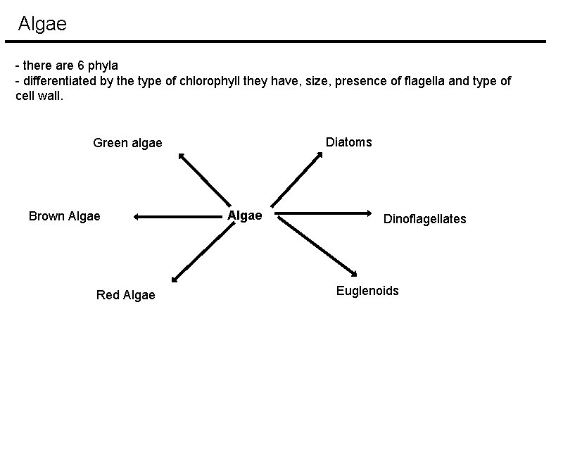 Algae - there are 6 phyla - differentiated by the type of chlorophyll they Algae - there are 6 phyla - differentiated by the type of chlorophyll they