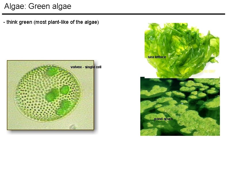 Algae: Green algae - think green (most plant-like of the algae) sea lettuce volvox Algae: Green algae - think green (most plant-like of the algae) sea lettuce volvox