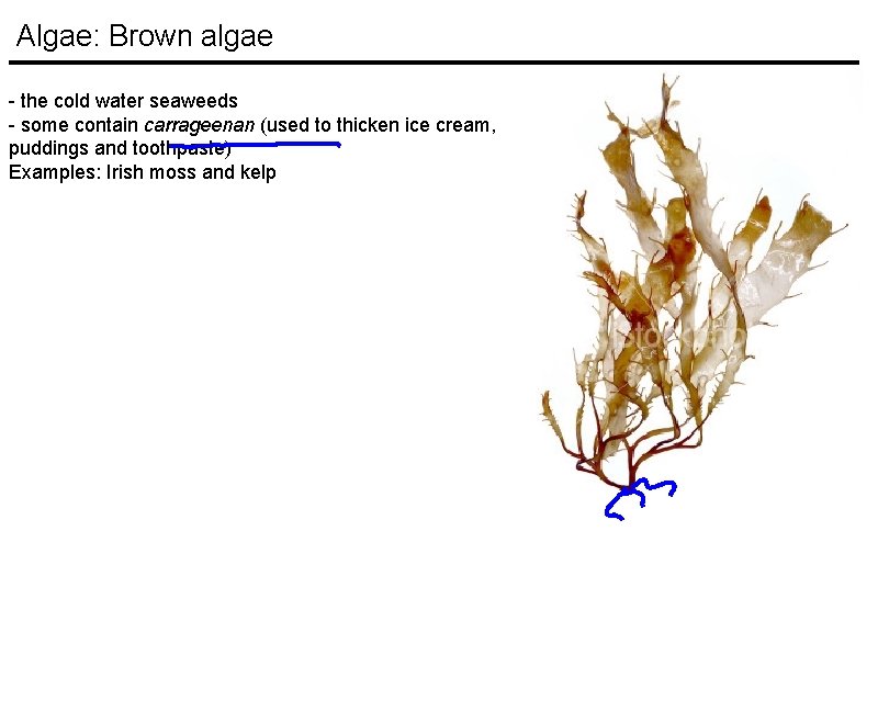 Algae: Brown algae - the cold water seaweeds - some contain carrageenan (used to Algae: Brown algae - the cold water seaweeds - some contain carrageenan (used to