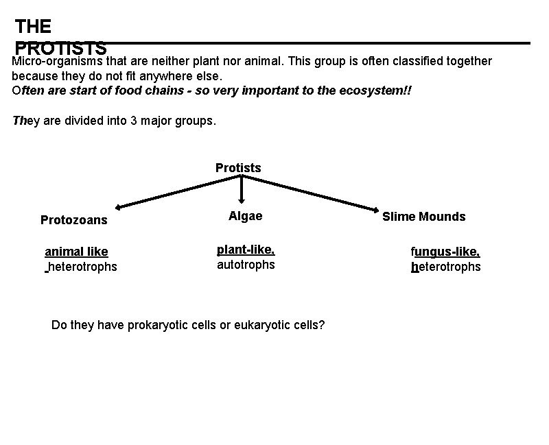 THE PROTISTS Micro-organisms that are neither plant nor animal. This group is often classified THE PROTISTS Micro-organisms that are neither plant nor animal. This group is often classified