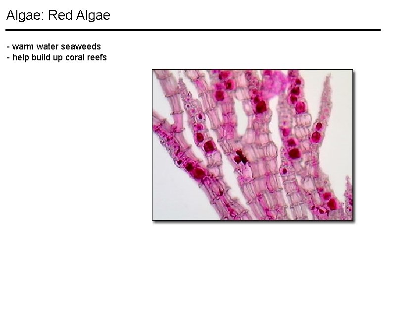 Algae: Red Algae - warm water seaweeds - help build up coral reefs Algae: Red Algae - warm water seaweeds - help build up coral reefs