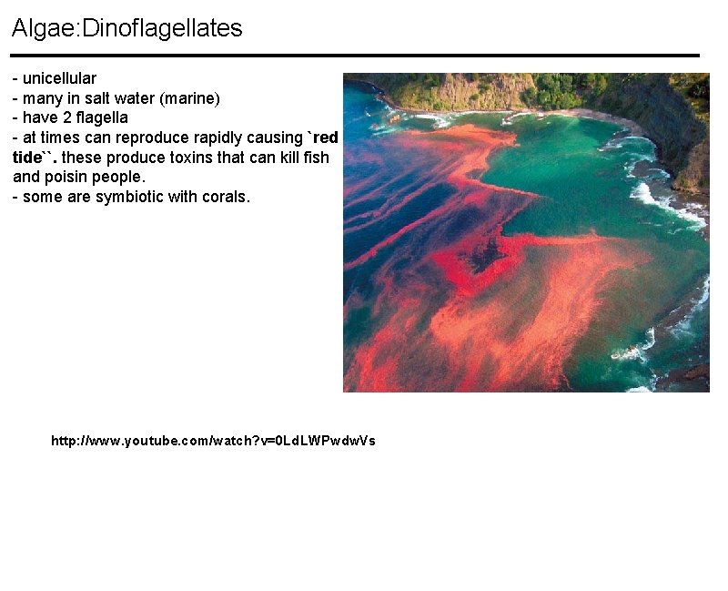 Algae: Dinoflagellates - unicellular - many in salt water (marine) - have 2 flagella Algae: Dinoflagellates - unicellular - many in salt water (marine) - have 2 flagella