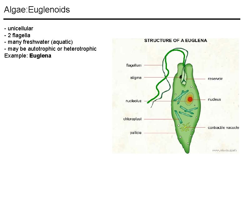 Algae: Euglenoids - unicellular - 2 flagella - many freshwater (aquatic) - may be Algae: Euglenoids - unicellular - 2 flagella - many freshwater (aquatic) - may be