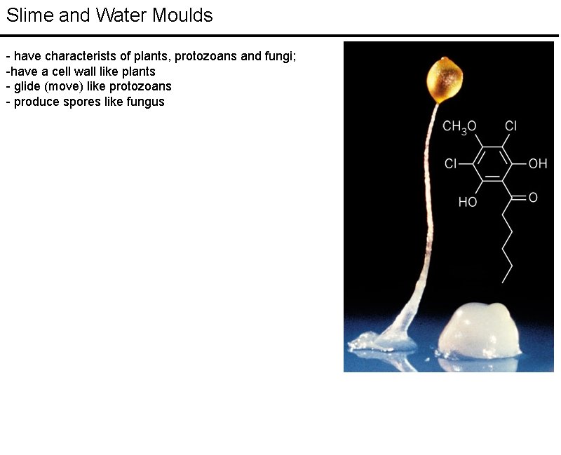 Slime and Water Moulds - have characterists of plants, protozoans and fungi; -have a Slime and Water Moulds - have characterists of plants, protozoans and fungi; -have a