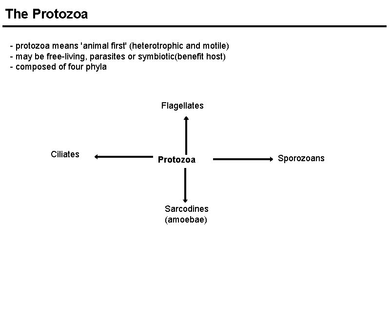 The Protozoa - protozoa means 'animal first' (heterotrophic and motile) - may be free-living, The Protozoa - protozoa means 'animal first' (heterotrophic and motile) - may be free-living,