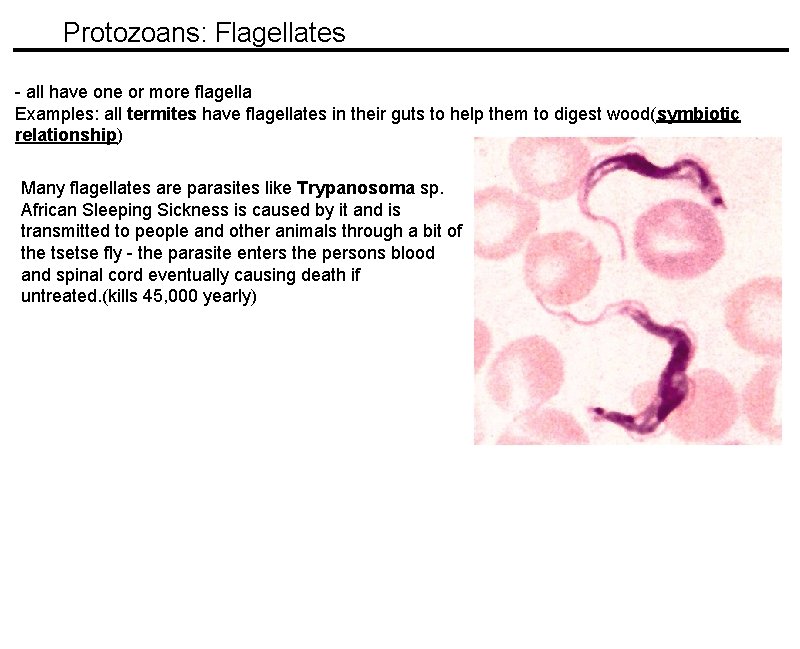 Protozoans: Flagellates - all have one or more flagella Examples: all termites have flagellates Protozoans: Flagellates - all have one or more flagella Examples: all termites have flagellates