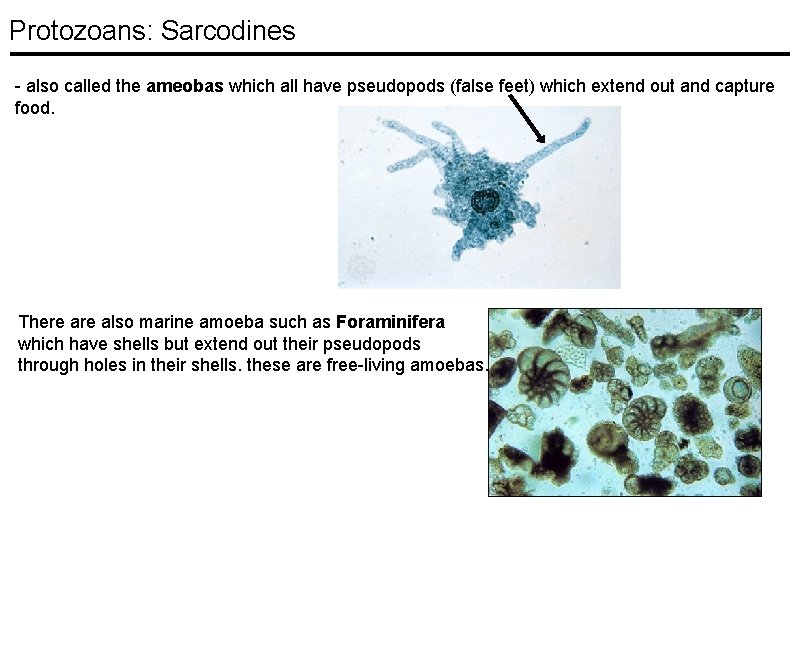Protozoans: Sarcodines - also called the ameobas which all have pseudopods (false feet) which Protozoans: Sarcodines - also called the ameobas which all have pseudopods (false feet) which
