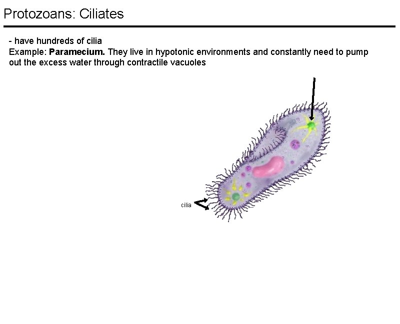 Protozoans: Ciliates - have hundreds of cilia Example: Paramecium. They live in hypotonic environments Protozoans: Ciliates - have hundreds of cilia Example: Paramecium. They live in hypotonic environments