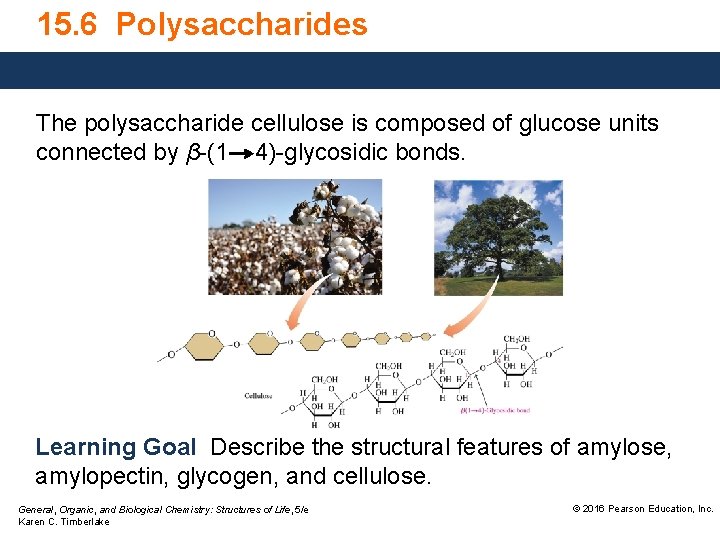 15. 6 Polysaccharides The polysaccharide cellulose is composed of glucose units connected by β-(1