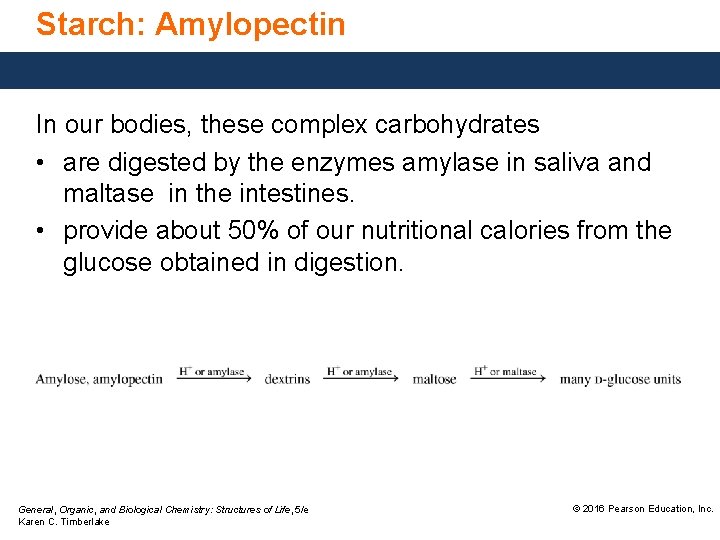 Starch: Amylopectin In our bodies, these complex carbohydrates • are digested by the enzymes