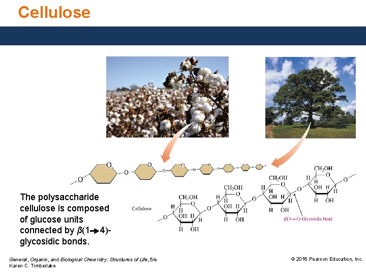 Cellulose The polysaccharide cellulose is composed of glucose units connected by β(1 4)glycosidic bonds.
