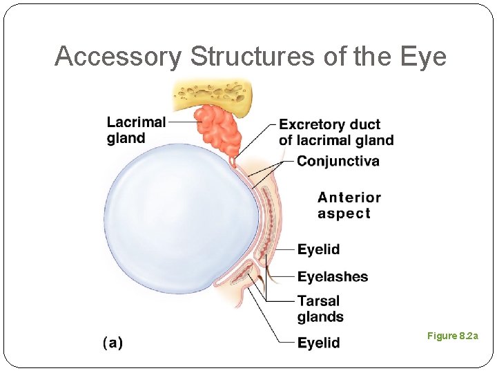 Accessory Structures of the Eye Figure 8. 2 a 