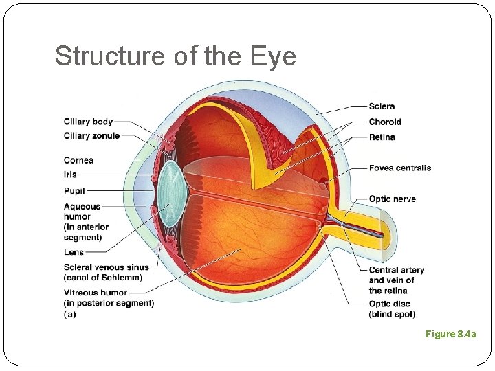Structure of the Eye Figure 8. 4 a 