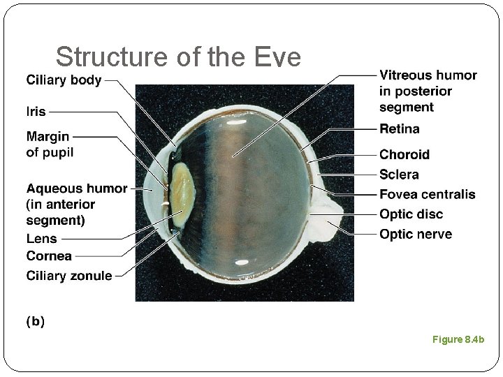 Structure of the Eye Figure 8. 4 b 