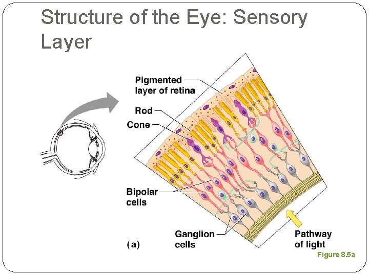 Structure of the Eye: Sensory Layer Figure 8. 5 a 