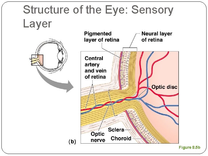 Structure of the Eye: Sensory Layer Figure 8. 5 b 