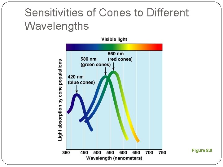 Sensitivities of Cones to Different Wavelengths Figure 8. 6 