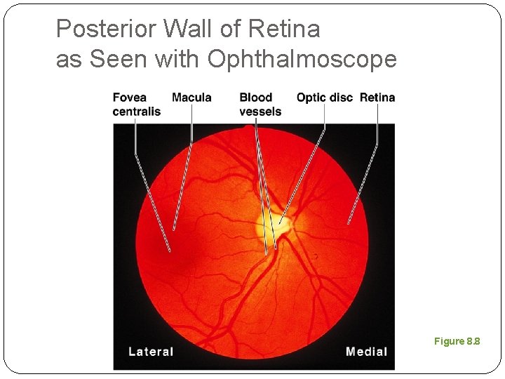 Posterior Wall of Retina as Seen with Ophthalmoscope Figure 8. 8 