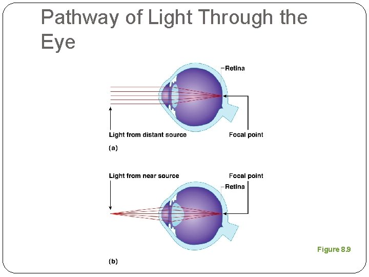 Pathway of Light Through the Eye Figure 8. 9 