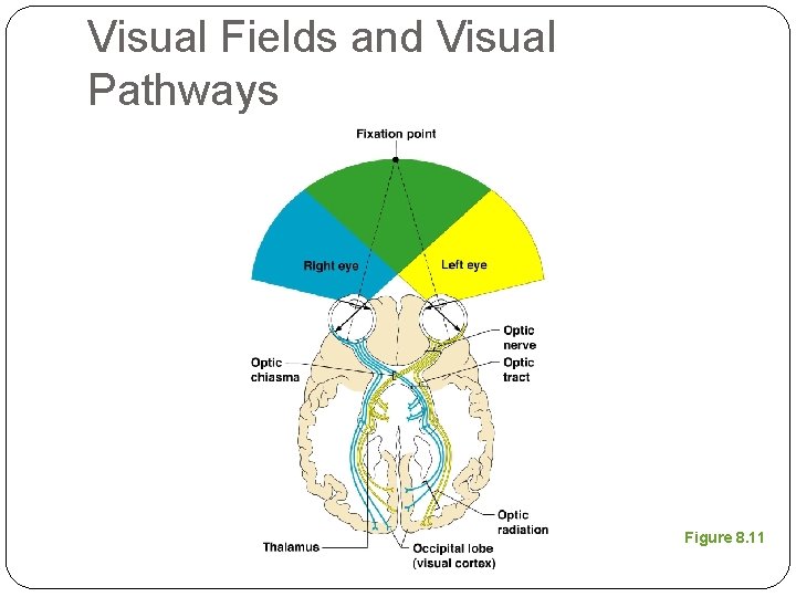 Visual Fields and Visual Pathways Figure 8. 11 