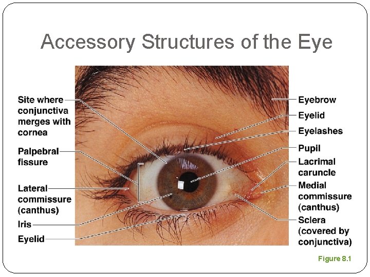 Accessory Structures of the Eye Figure 8. 1 