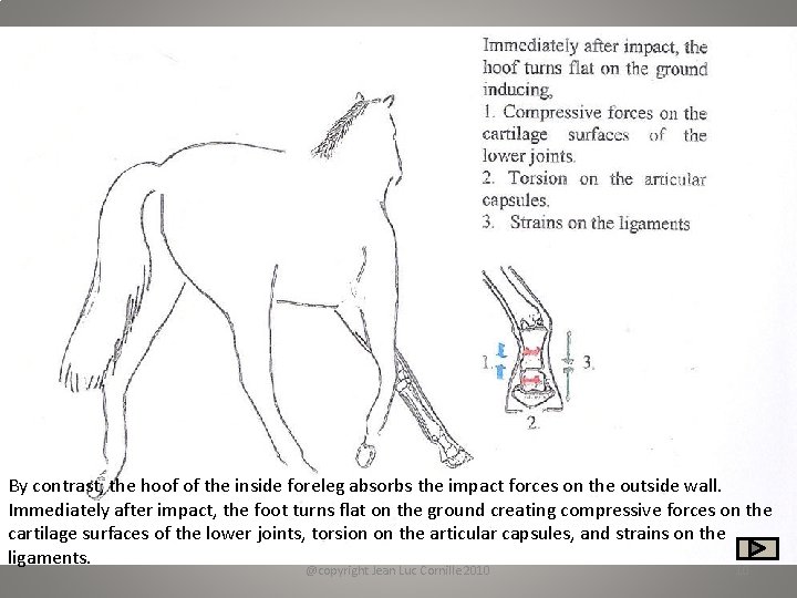 By contrast, the hoof of the inside foreleg absorbs the impact forces on the