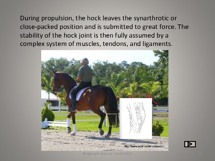 During propulsion, the hock leaves the synarthrotic or close-packed position and is submitted to