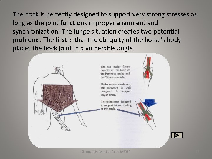 The hock is perfectly designed to support very strong stresses as long as the