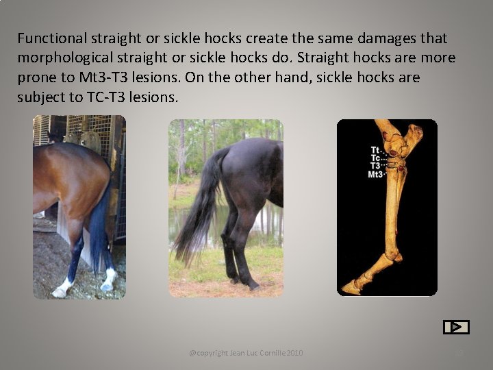 Functional straight or sickle hocks create the same damages that morphological straight or sickle