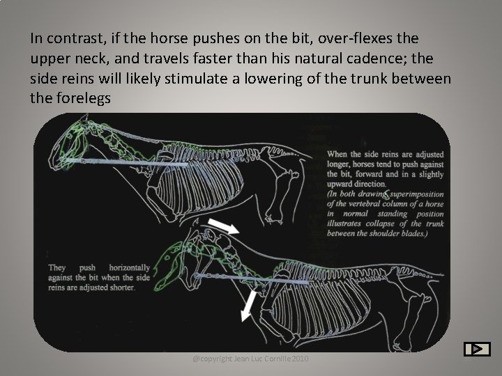 In contrast, if the horse pushes on the bit, over-flexes the upper neck, and