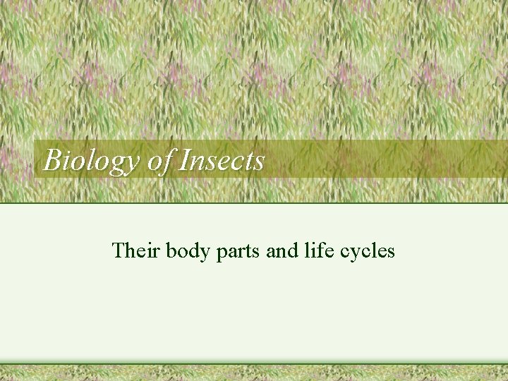 Biology of Insects Their body parts and life cycles 