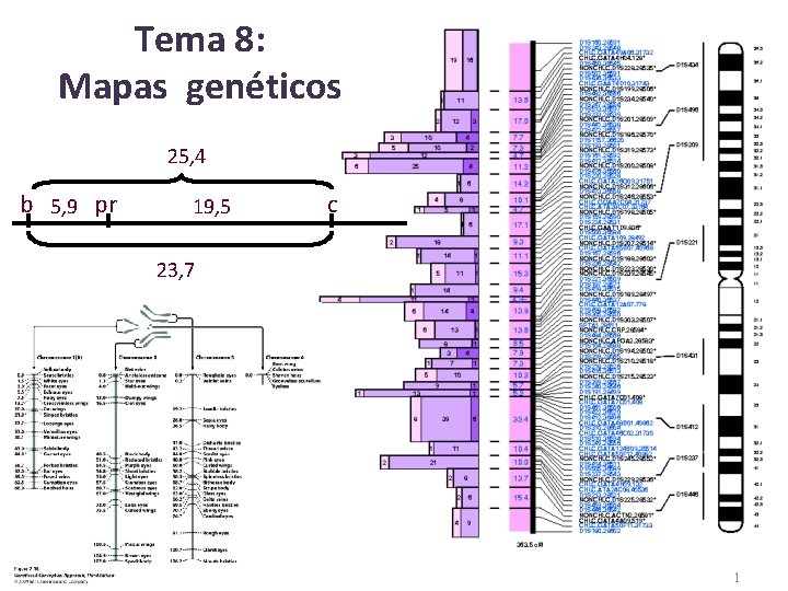 Tema 8: Mapas genéticos 25, 4 b 5, 9 pr 19, 5 c 23,