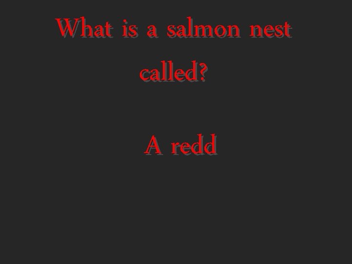 What is a salmon nest called? A redd 